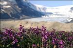 Wildflowers at Columbia Icefields
